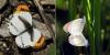 236824 – Photo : Norbert Verneau – Mayotte